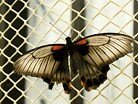 Бабочки в 'Галерее бабочек'