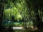 Бамбуковая роща Никитского сада