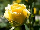Никитский ботанический сад - Роза