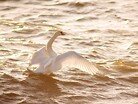 Лебедь у берегов Евпатории
